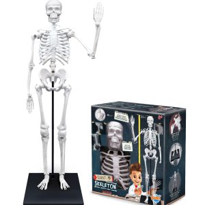 Skelet BUKI