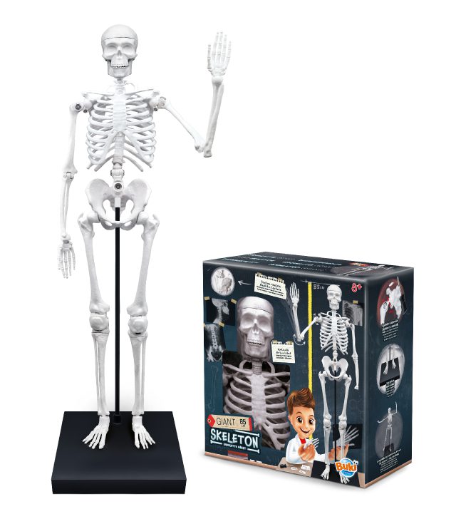 Skelet BUKI
